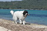 LANDSEER 147